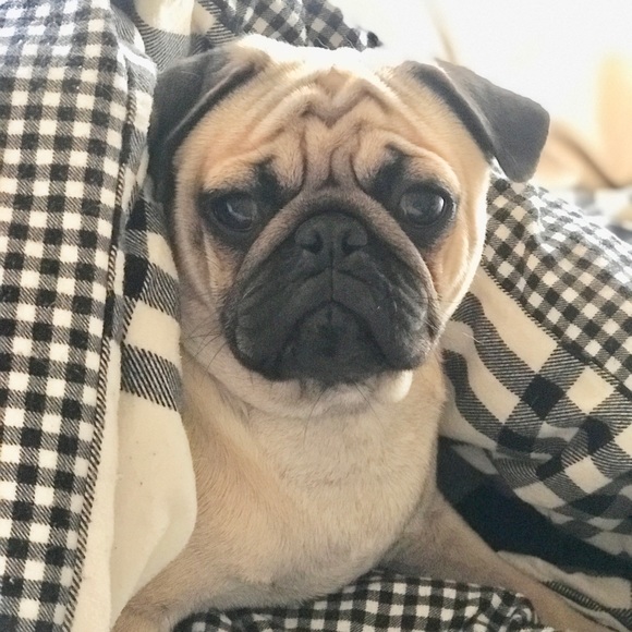 Meet your Posher, Lisa belle - Picture 2 of 5